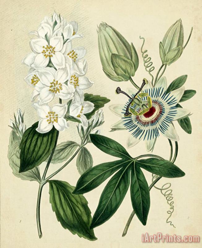 Sydenham Teast Edwards Cottage Florals II Art Print