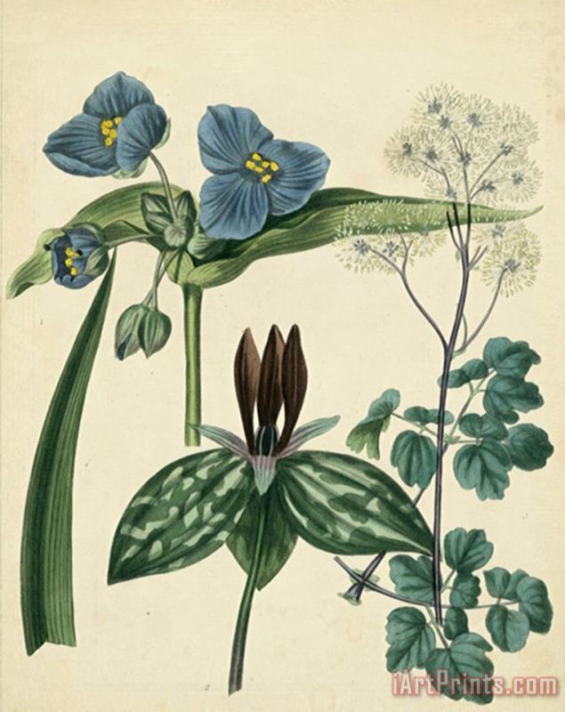 Sydenham Teast Edwards Cottage Florals V Art Print