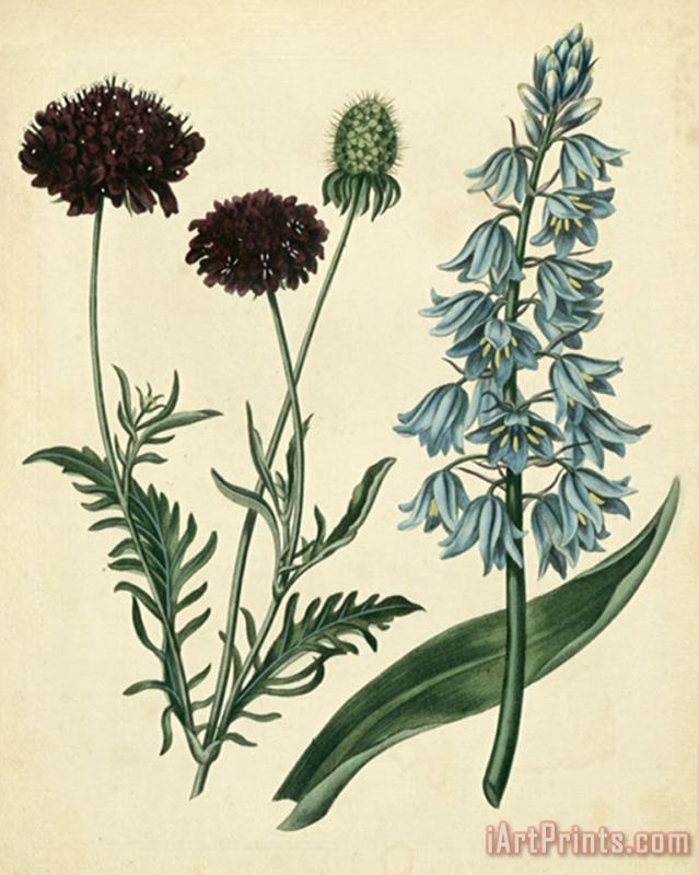 Sydenham Teast Edwards Cottage Florals Vi Art Print