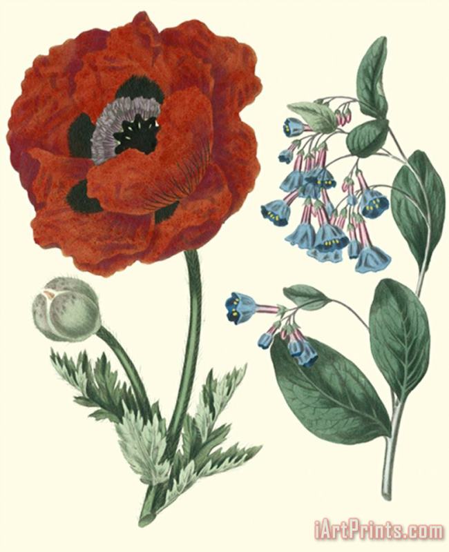 Sydenham Teast Edwards Gardener's Delight I Art Print