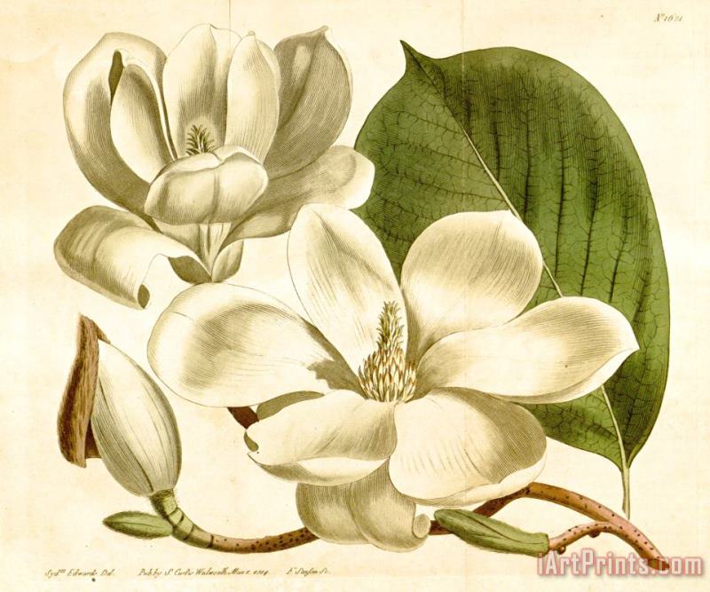 Sydenham Teast Edwards Magnolia Conspicua 1814 Art Print