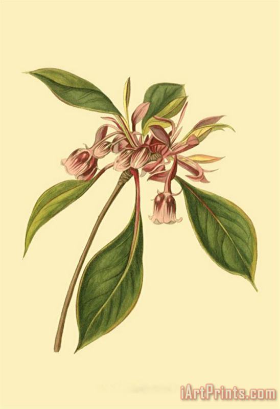 Tropical Ambrosia III painting - Sydenham Teast Edwards Tropical Ambrosia III Art Print