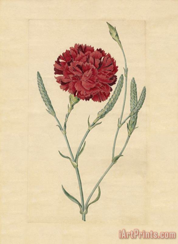 Sydenham Teast Edwards Wheatear Carnation Art Painting