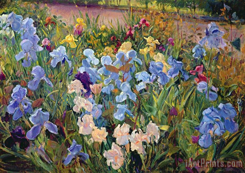 The Iris Bed painting - Timothy Easton The Iris Bed Art Print