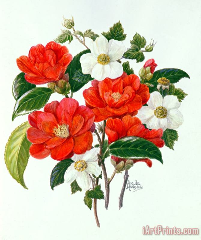 Camellia Adolf Audusson painting - Ursula Hodgson Camellia Adolf Audusson Art Print