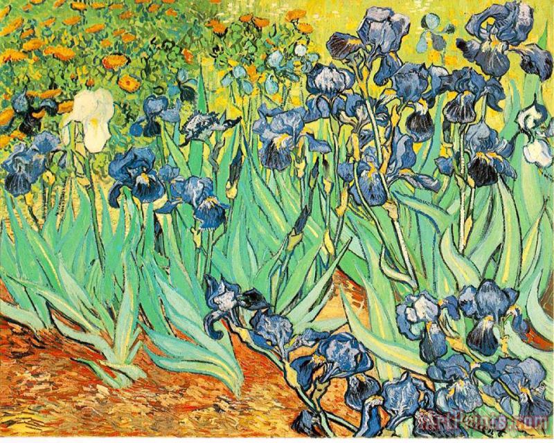 Irises painting - Vincent van Gogh Irises Art Print
