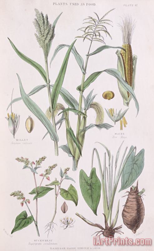 W Fitch Millet Maize Buckwheat And Taro Art Print