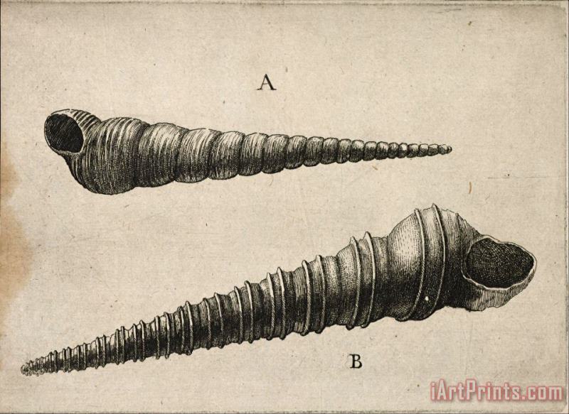 Wenceslaus Hollar Shells (turritella Terebra And T. Duplicata L.) Art Print