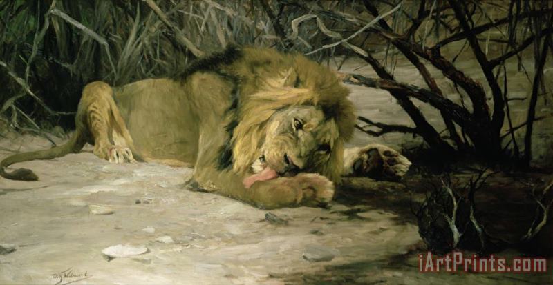 Lion Reclining in a Landscape painting - Wilhelm Kuhnert Lion Reclining in a Landscape Art Print