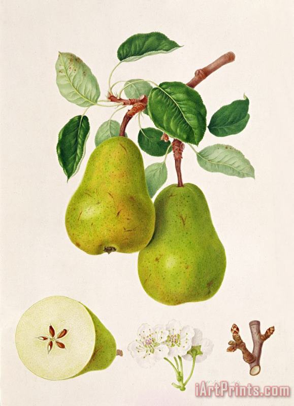 The D'auch Pear painting - William Hooker The D'auch Pear Art Print