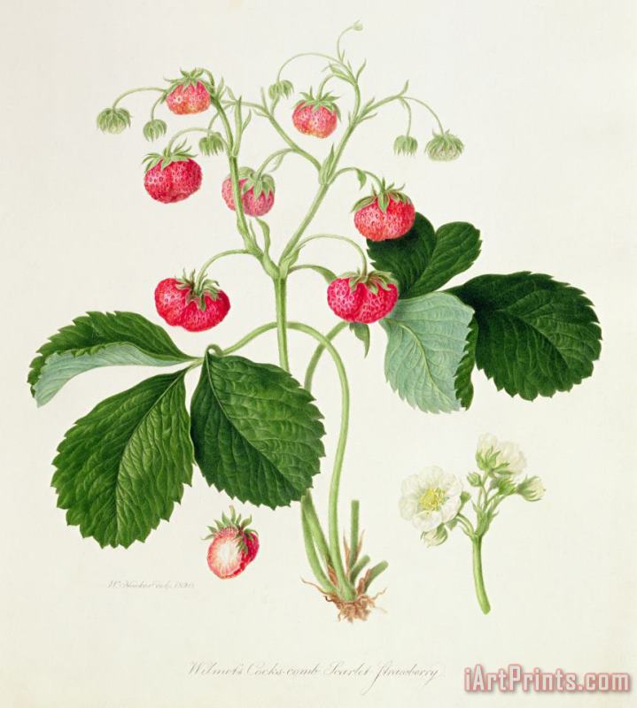 William Hooker Wilmot's Cocks Comb Scarlet Strawberry Art Print