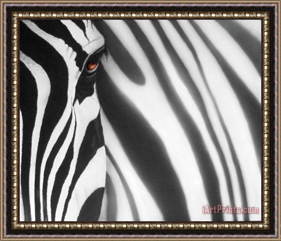 Agris Rautins Zebra Framed Print