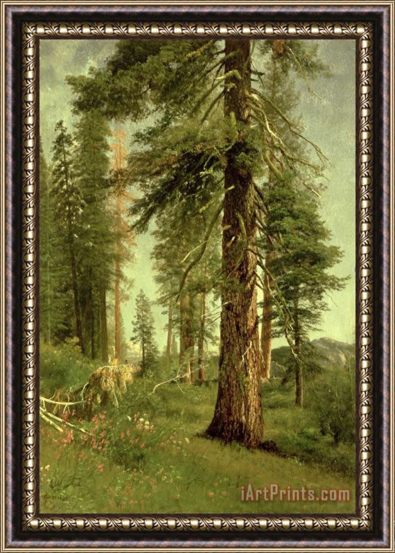 Albert Bierstadt California Redwoods Framed Print
