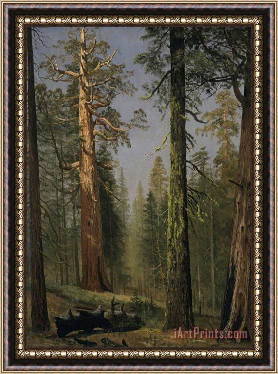 Albert Bierstadt The Grizzly Giant Sequoia, Mariposa Grove, California, 1872 Framed Painting