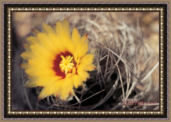 American School Cactus Flower Framed Painting