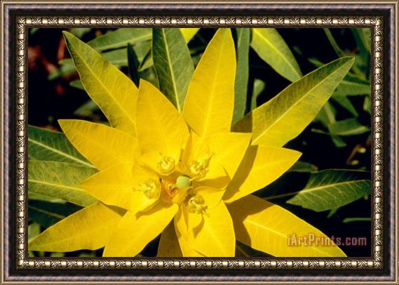 American School Euphorbia wallichii Framed Print