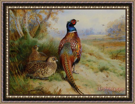 Archibald Thorburn Cock And Hen Pheasant at The Edge of a Wood Framed Print