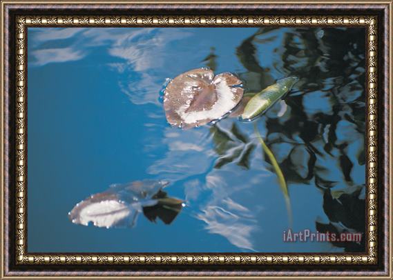 Australian School Water lily leaves and reflection of clouds in unknown lake Framed Painting
