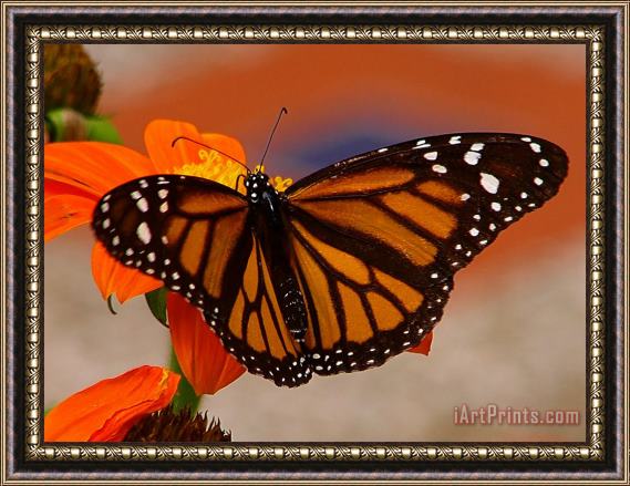 Blair Wainman Monarch Framed Painting