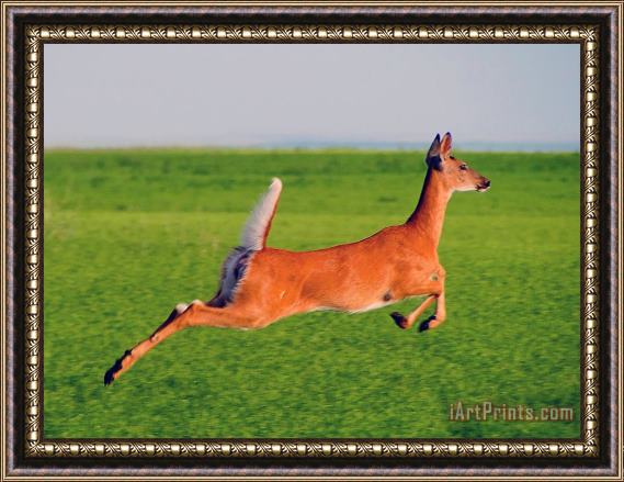 Blair Wainman Nothing Runs like a Deer Framed Painting