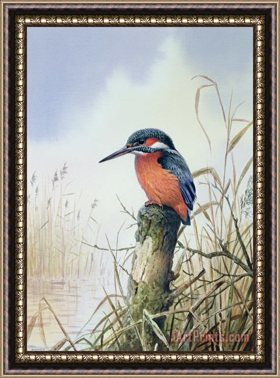 Carl Donner Kingfisher Framed Painting