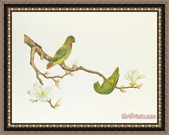 Chinese School Blue Crowned Parakeet Hannging On A Magnolia Branch Framed Painting