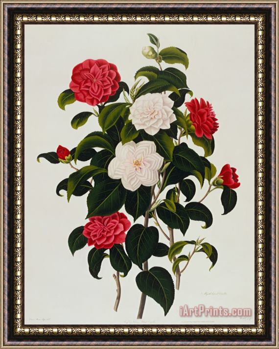 Clara Maria Pope Myrtle Leaved Camellia Framed Painting
