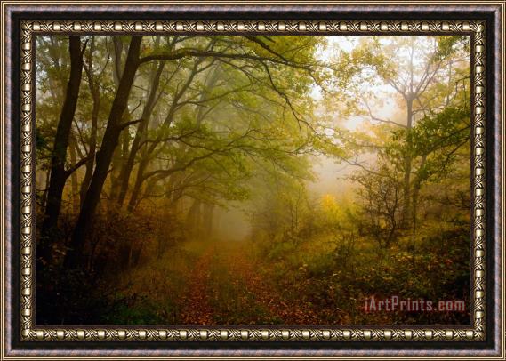 Collection 12 Fairy Wood Framed Print
