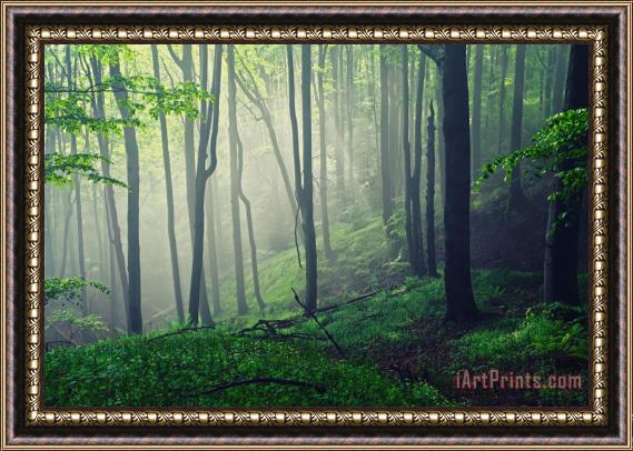 Collection 12 Living Forest Framed Painting