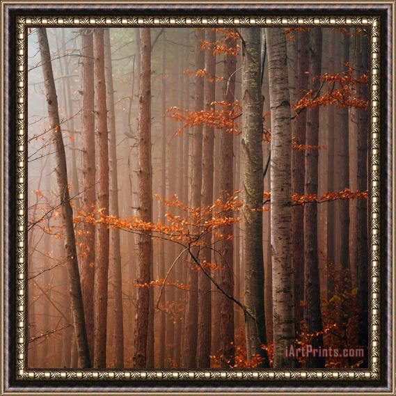 Collection 12 Red Wood Framed Print