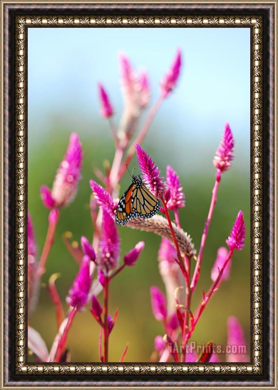 Collection 3 Monarch Butterfly on Pink Flowers Framed Painting