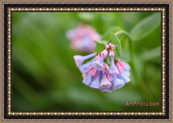 Collection 3 Virginia Bluebells Framed Painting
