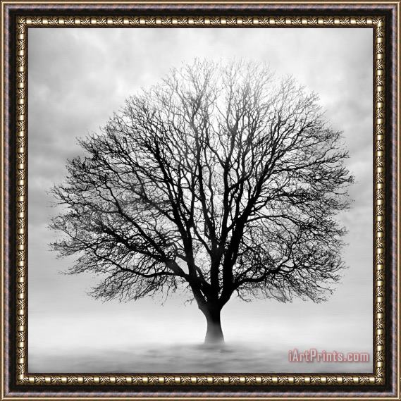 Collection 5 Silent Tree Framed Print