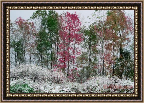 Collection 8 Early snow Framed Painting