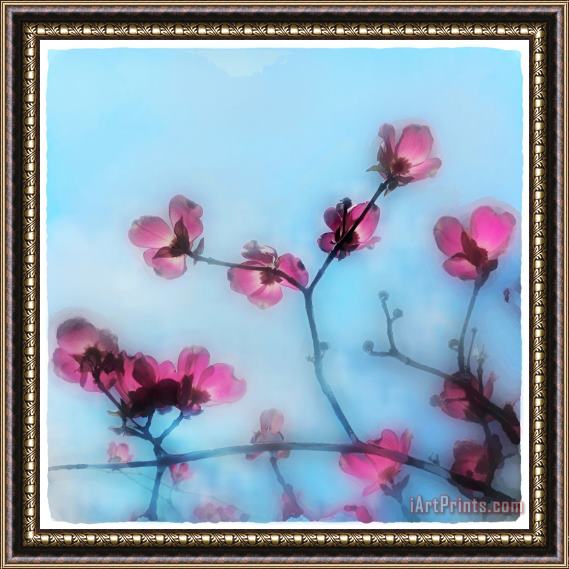 Collection 8 Spring blossom Framed Print