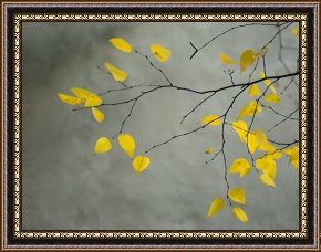 Yellow Framed Paintings - Yellow Autumnal Birch Betula Tree Limbs Against Gray Stucco Wall by Collection