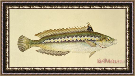 E Donovan and FC and J Rivington Rainbow Wrasse Framed Painting