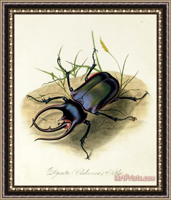 Edward Donovan Atlas Beetle, Chalcosoma Atlas Framed Print