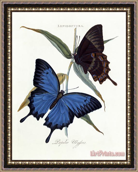 Edward Donovan Ulysses Butterfly, Papilio Ulysses Framed Print