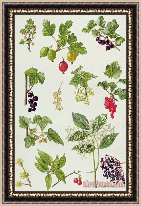 Elizabeth Rice Currants and Berries Framed Print