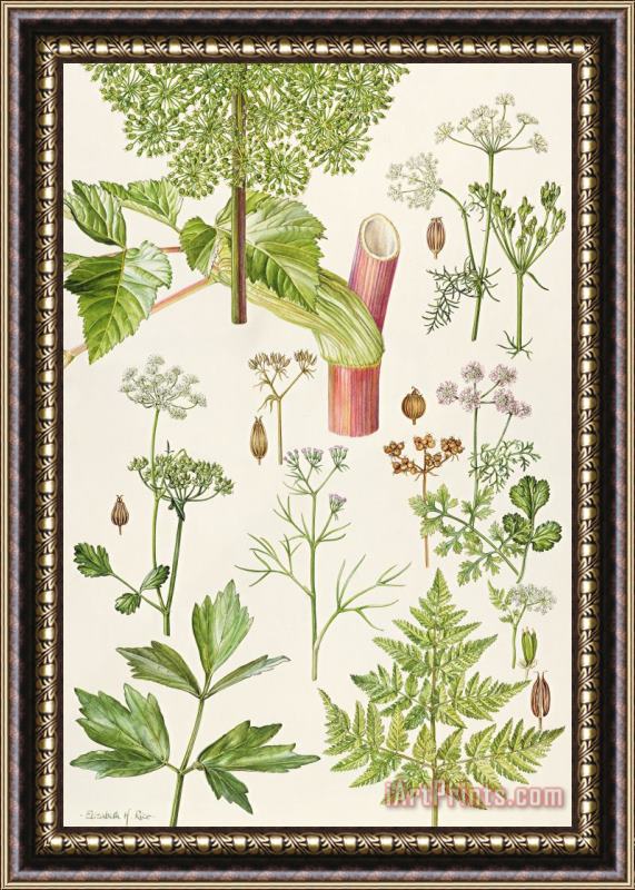 Elizabeth Rice Garden Angelica and other plants Framed Print