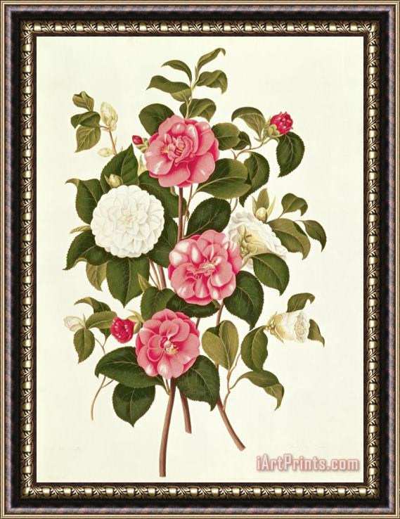 English School Camellia Framed Painting