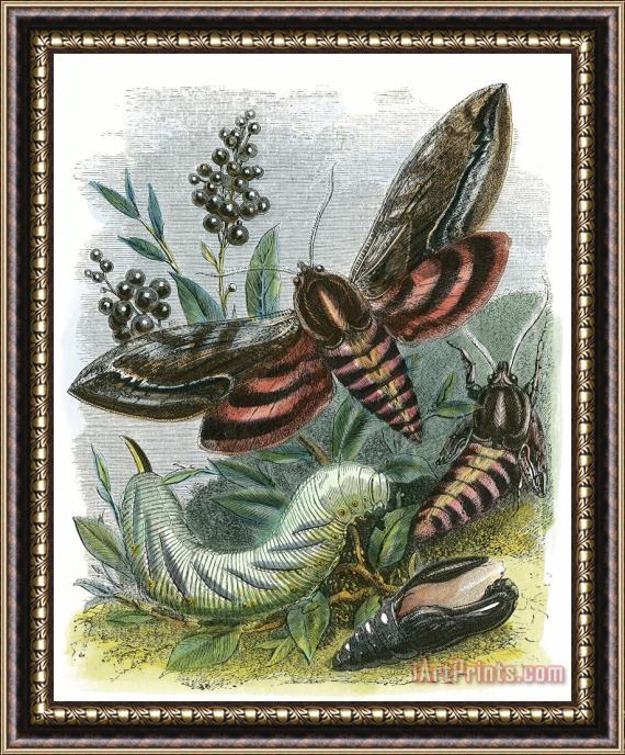 English School The Butterfly Vivarium Framed Print
