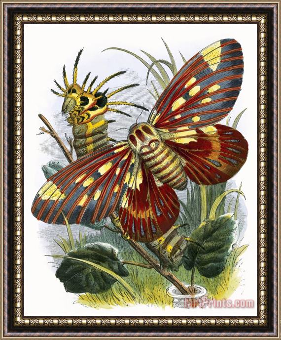 English School The Butterfly Vivarium Framed Painting