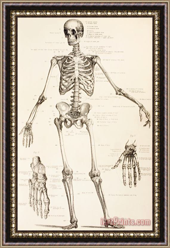 English School The Human Skeleton Framed Print
