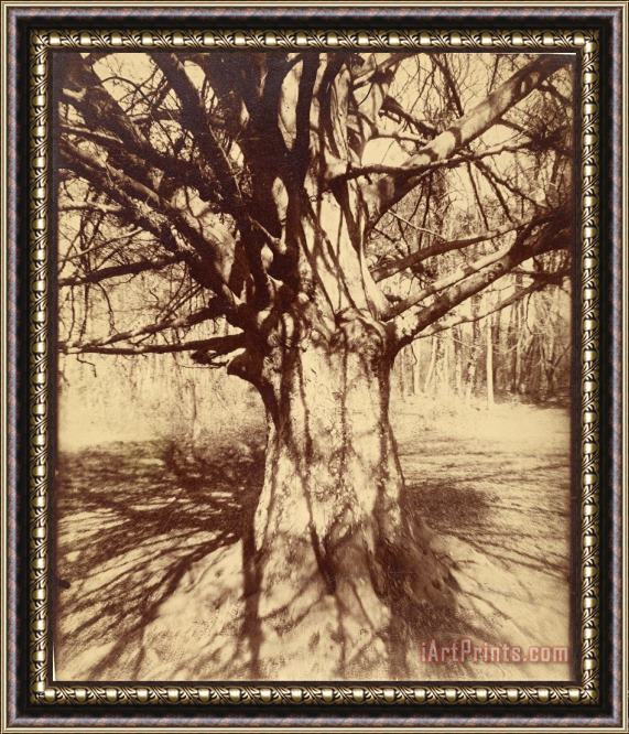 Eugene Atget Beech Tree Framed Painting