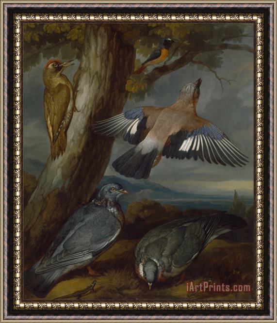 Francis Barlow Jay, Green Woodpecker, Pigeons, And Redstart Framed Painting