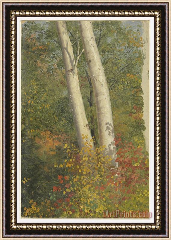 Frederic Edwin Church Birch Trees in Autumn Framed Print