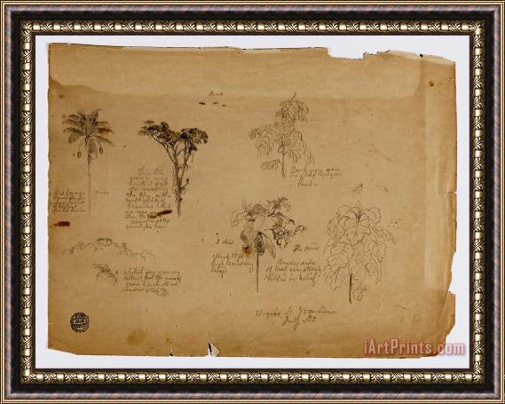 Frederic Edwin Church Drawing. Botanical Sketches From Colombia. Framed Painting