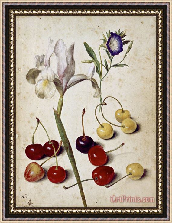 Georg Flegel Spanish Iris, Morning Glory, And Cherries Framed Painting